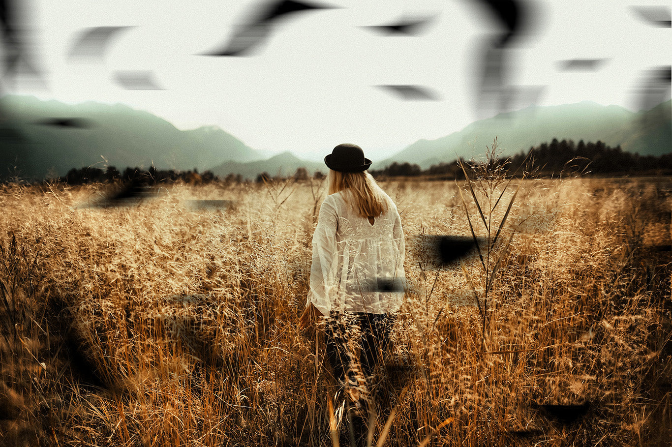 Plumes noires - Superpositions