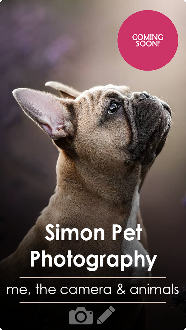 Fotografía de Simon Pet | Yo, la cámara y los animales | Clase de fotografía y edición