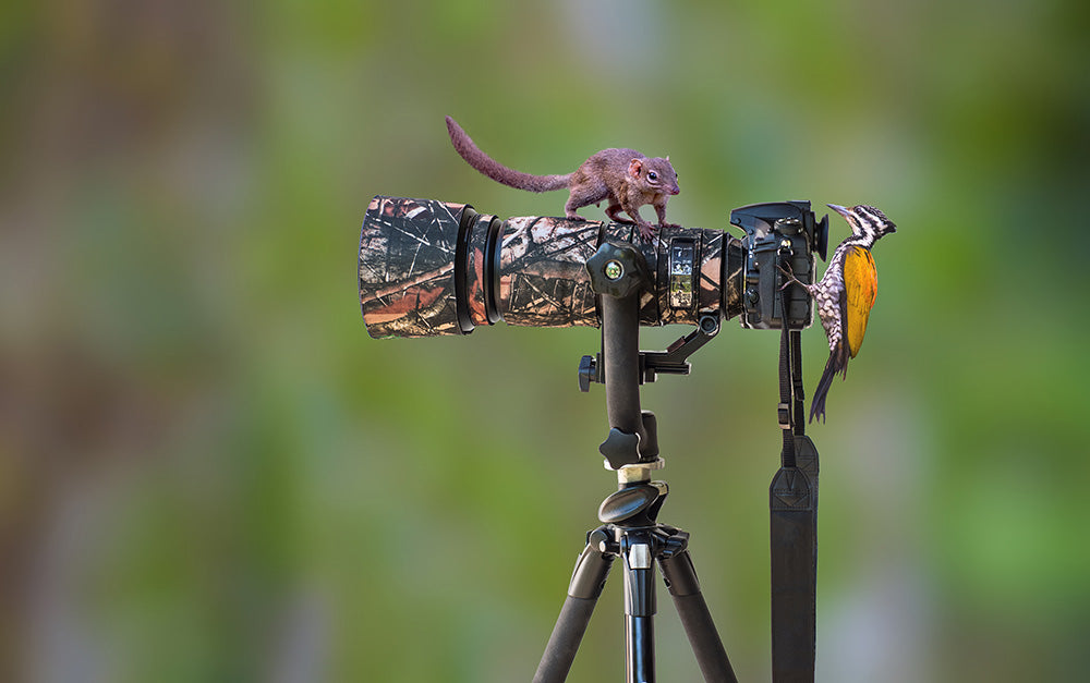 How to take great photos of animals and wildlife
