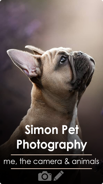 Simon Haustierfotografie | Ich, die Kamera & Tiere | Shooting & Editing-Klasse
